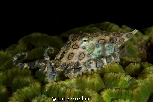 Blue-Ringed Octopus, F16, 1/200, 100mm macro by Luke Gordon 